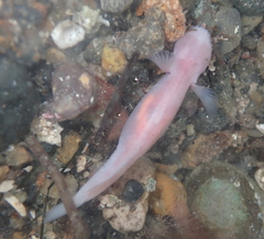 Typhlogobius californiensis