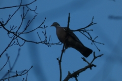Columba palumbus