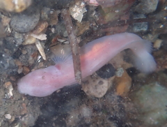 Typhlogobius californiensis
