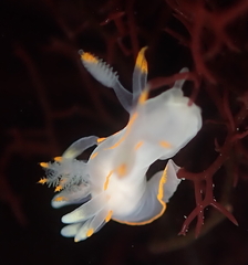 Ancula gibbosa