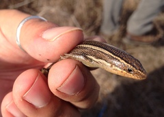 Plestiodon skiltonianus interparietalis