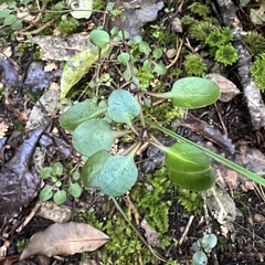 Coprosma spathulata