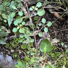 Coprosma spathulata