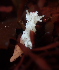 Aegires albopunctatus