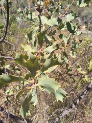 Hakea undulata