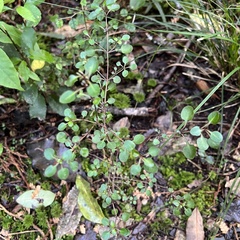 Coprosma spathulata