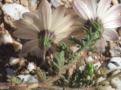 Dimorphotheca pinnata