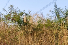 Ploceus philippinus
