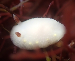 Cadlina flavomaculata