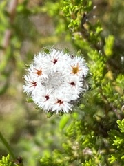 Phylica gracilis