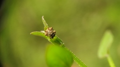 Thelacantha brevispina