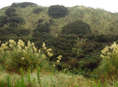 Austroderia splendens