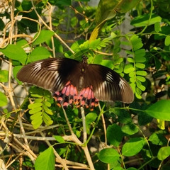 Papilio polytes