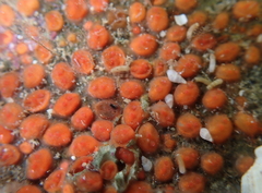 Metandrocarpa taylori