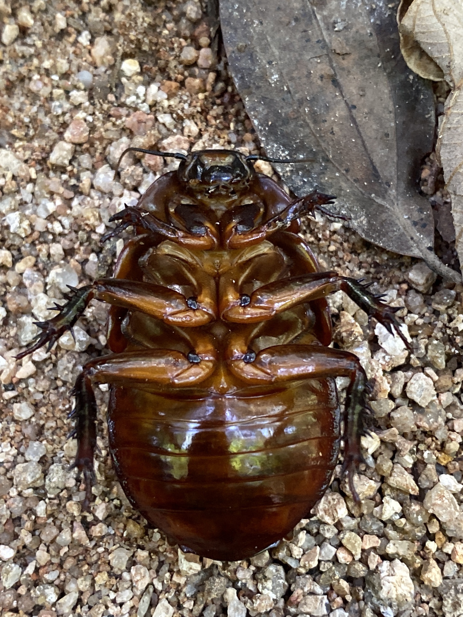 Giant Burrowing Cockroach (Macropanesthia rhinoceros) · iNaturalist