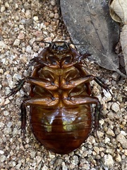 Giant Burrowing Cockroach (Macropanesthia rhinoceros) · iNaturalist