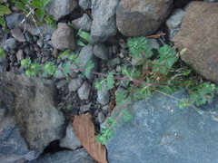 Alchemilla aphanoides