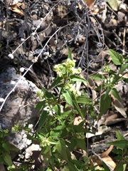 Ageratina paupercula