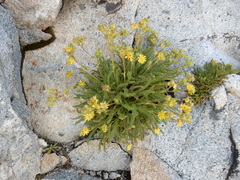 Ivesia lycopodioides