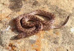 Hypsiglena ochrorhynchus