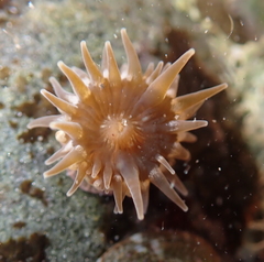 Anthopleura mariae