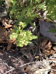 Ageratina paupercula
