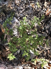 Ageratina paupercula