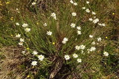 Rhodanthe anthemoides
