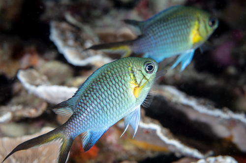 Yellowaxil chromis (Chromis xanthochira) — Pomacentridae — 5
