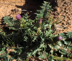 Carduus getulus