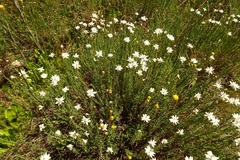 Rhodanthe anthemoides