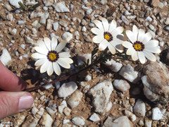 Dimorphotheca pinnata