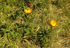 Xerochrysum subundulatum