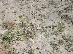 Solanum citrullifolium