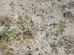 Solanum citrullifolium