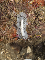 Eurylepta californica