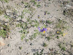 Solanum citrullifolium