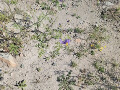 Solanum citrullifolium