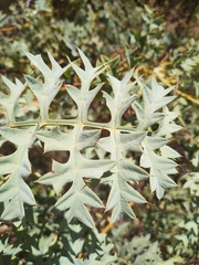 Grevillea bipinnatifida