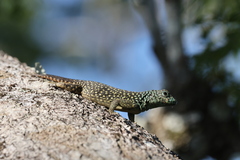 Uracentron flaviceps