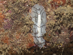 Eurylepta californica