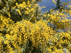 Acacia baileyana