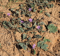 Erodium laciniatum