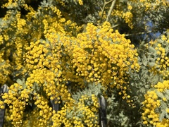 Acacia baileyana