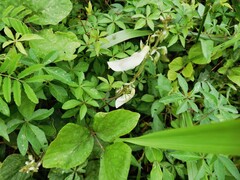 Neustanthus phaseoloides