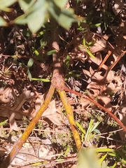 Grevillea bipinnatifida