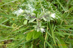 Nonea philistaea