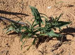 Eminium spiculatum