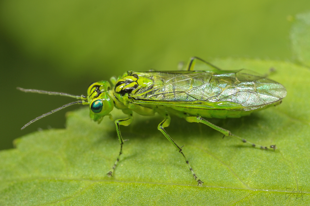 Rhogogaster