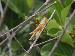 Cyrtacanthacridinae